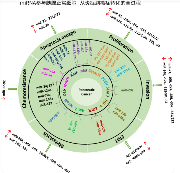 中国创新力量出海！康德生物胰腺癌早期检测技术获全球认可，加速全球化布局